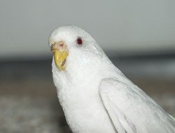 White Budgie Parakeet