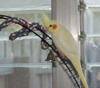 Yellow Cockatiel