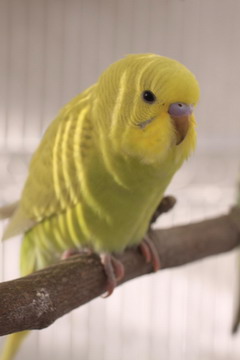 Yellow Parakeet Yellow Parakeet