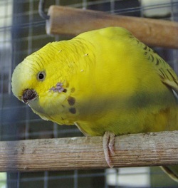 perch training parakeets