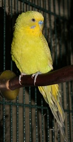 yellow budgie on perch